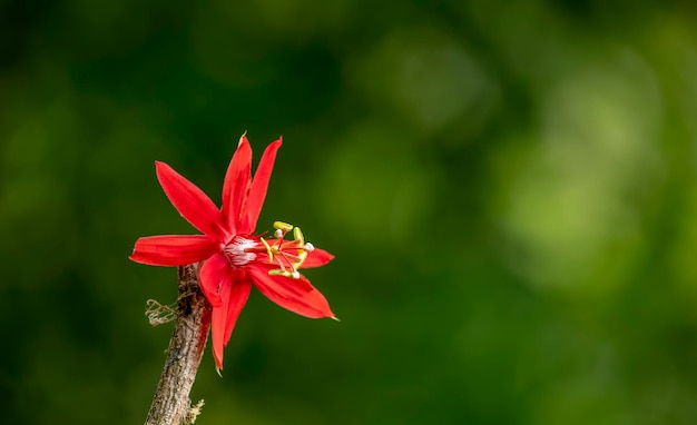 Passiflora vitifolia La pasionflora de la sandía es una especie de pasionflor nativa de América de la familia de las pasionfloras