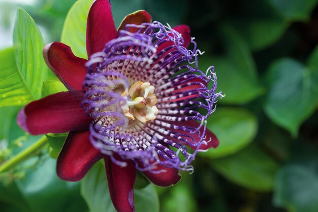 Passionsblume mit roten Blütenblättern passiflora alata Eine Nahaufnahme dieser geflügelten tropischen Pflanzenblume Lila rote und gelbe Elemente und grüner Blatthintergrund