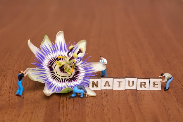 Passionsblume Passiflora auf einem hölzernen Hintergrund Blume und Miniaturvölker