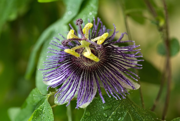 Passionsblume Violetta. Große, helle Passionsblume mit Wassertropfen