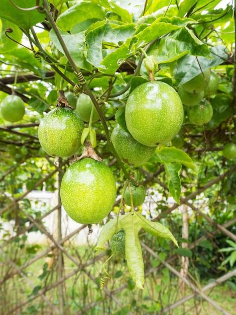 Passionsfruchtanlage auf dem Fall hölzern. Obstbaum.