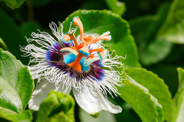 Passionsfruchtblume Nahaufnahme vorstellen