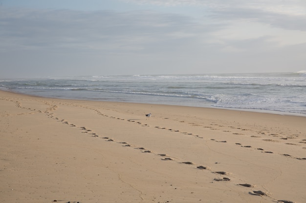 Passos nus na areia em uma praia