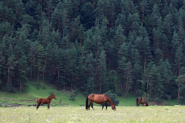 Pastagem alpina na floresta para cavalos.