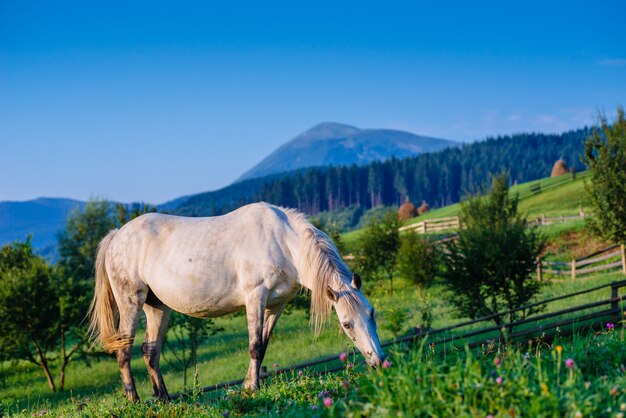 Pastagem de cavalo no verão