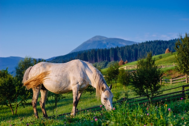 Pastagem de cavalo no verão