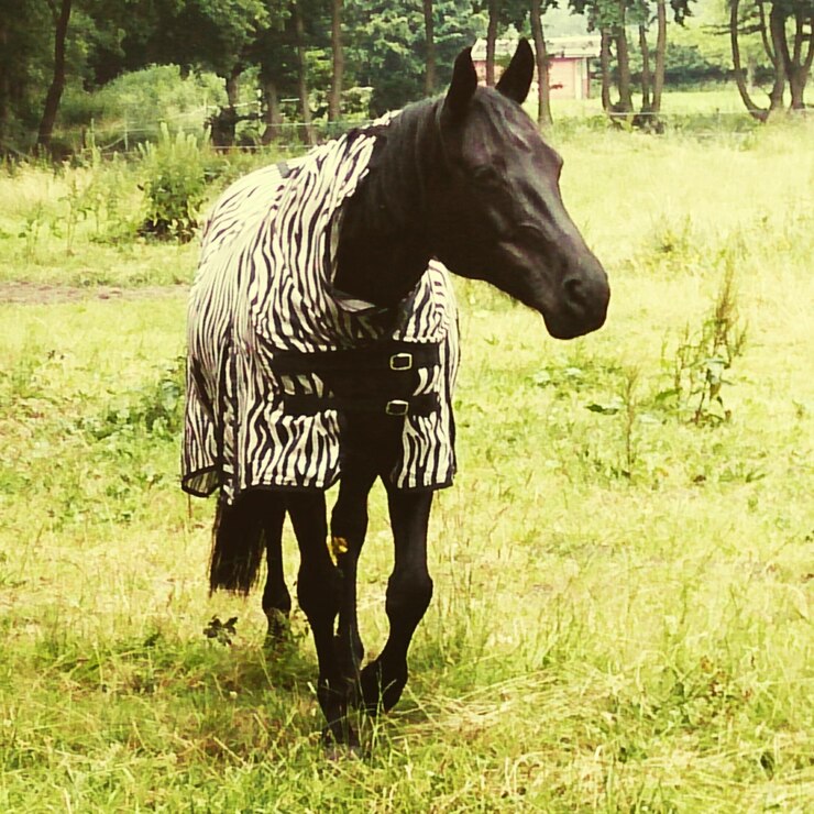 Foto pastagem de grama em campo gramado