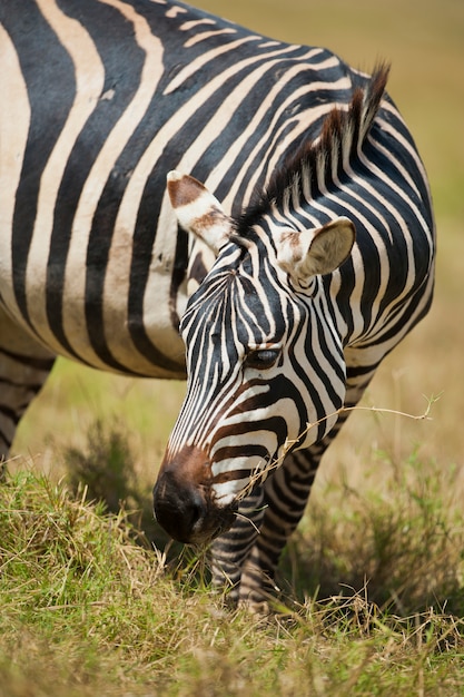 Foto pastagem de zebra