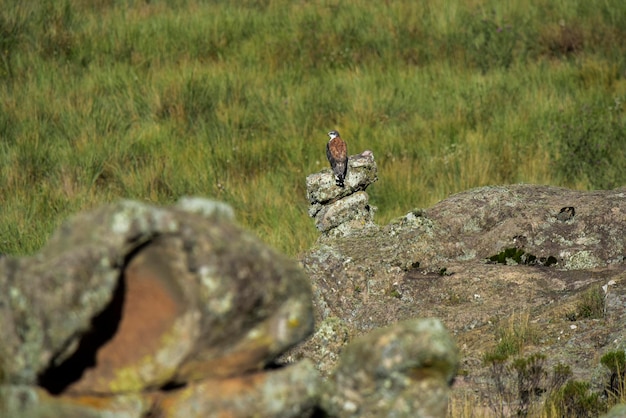 Pastagens de Red Backed Hawk Highland em Pampa de Achala Quebrada del Condorito Parque Nacional província de Córdoba Argentina