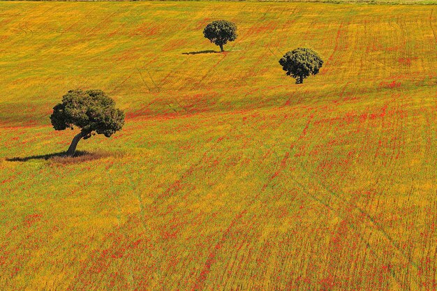 Pastagens nas montanhas do leste e azinheiras nos campos agrícolas do campo na primavera