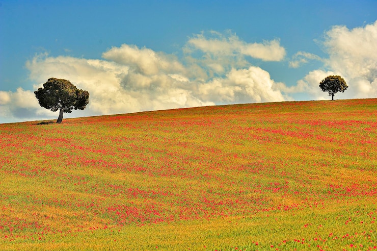 Foto pastagens nas montanhas do leste e azinheiras nos campos agrícolas do campo na primavera