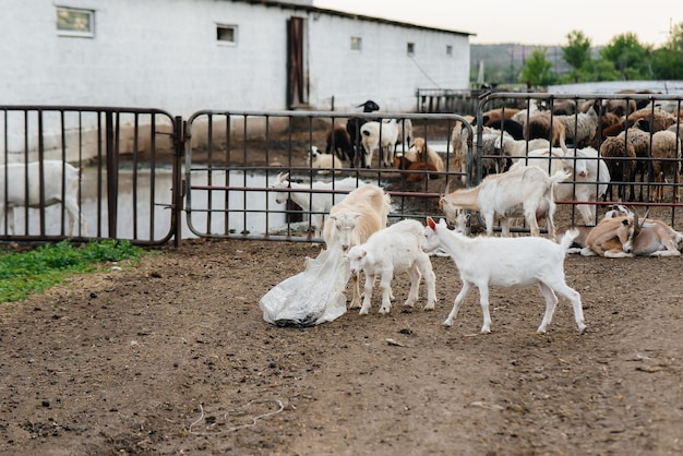 Pastando un rebaño de cabras y ovejas al aire libre en el rancho