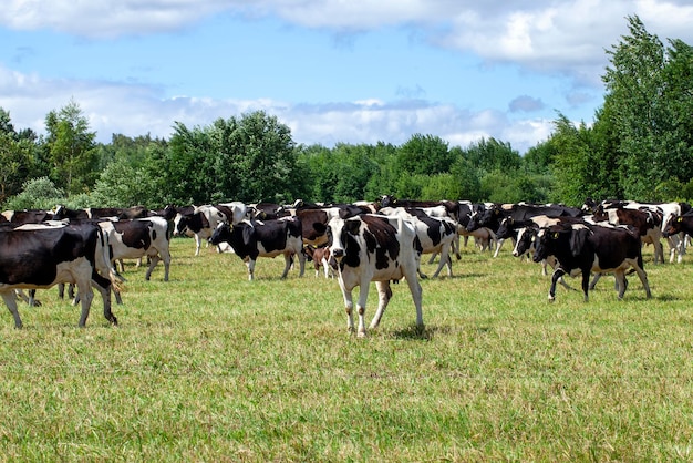 Pastando un rebaño de vacas en un campo con hierba verde en verano un rebaño de vacas durante su alimentación en el territorio de un campo en Europa