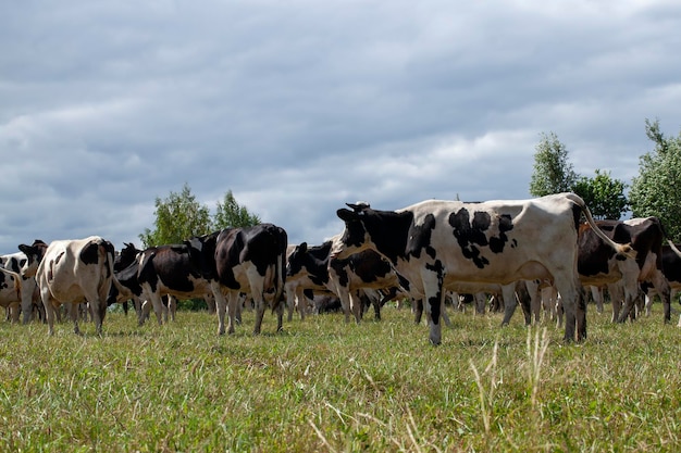 Pastando um rebanho de vacas em um campo com grama verde no verão