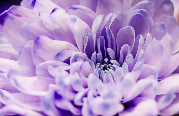 Pastel Defocused, macro de pétalos de dalia lila, fondo abstracto floral. Cerca de la flor de la dalia de fondo, enfoque suave.