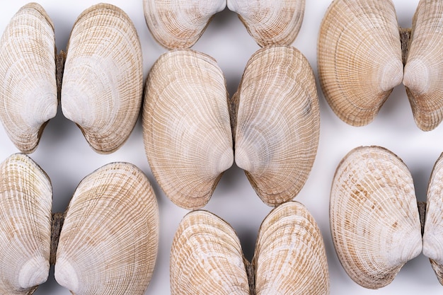 Pastellhelle atlantische Muscheln Hintergrundmakrofotografie vieler leerer Molluskenschalen backgroun