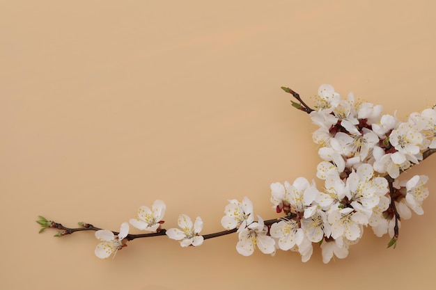 pastellhintergrund mit aprikosenweißer blüte und kopierraum