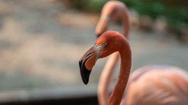 Pastellrosa Flamingo