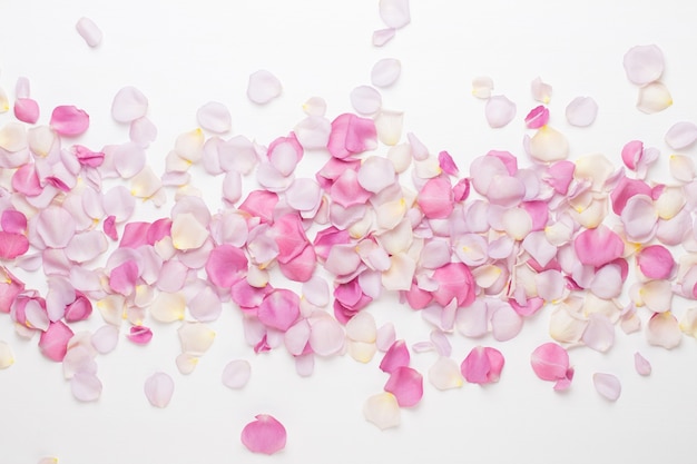 Pastellrosenblütenblütenblätter auf weißem Raum. Flache Lage, Draufsicht, Kopierraum.
