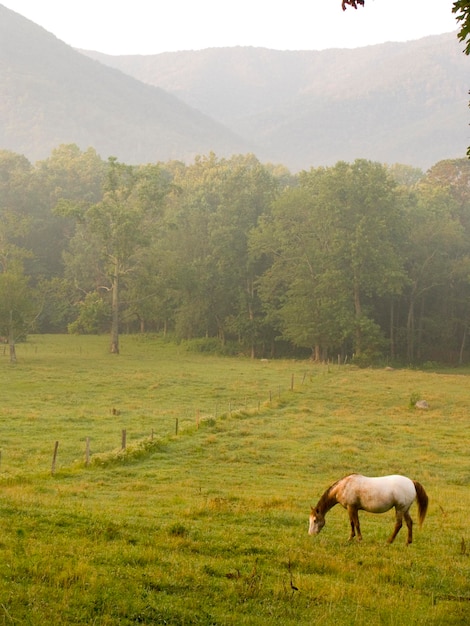 Foto pasto de caballos en la zona de césped