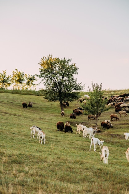 Pasto de cabras e ovelhas