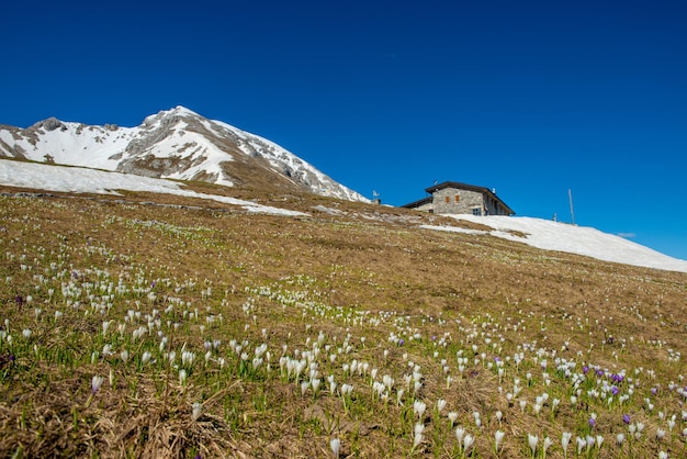 Pasto de montanha florido