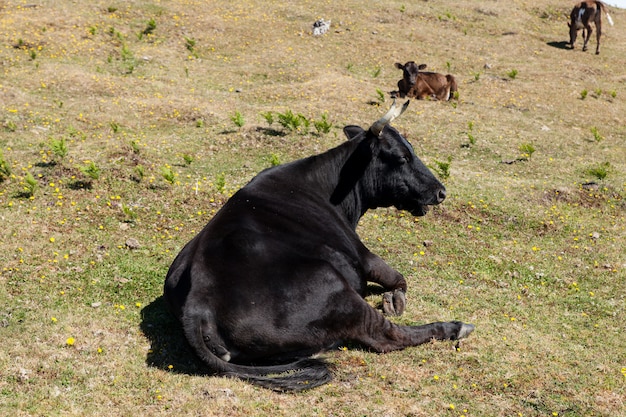 Pasto de vaca e vitela nas montanhas madeira