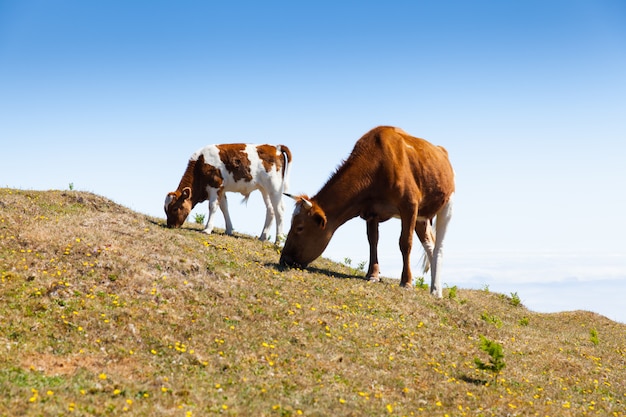 Pasto de vaca e vitela nas montanhas madeira