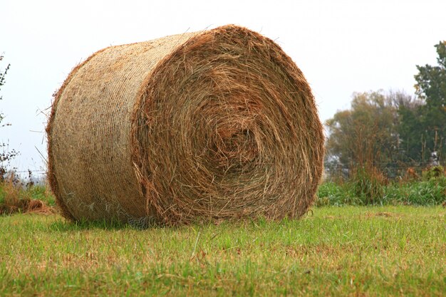 Pasto de heno seco