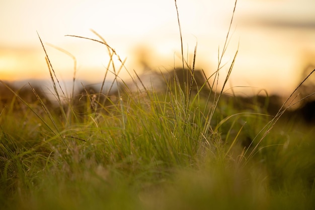 Pasto y hierbas en una granja regenerativa plantas nativas que almacenan carbono