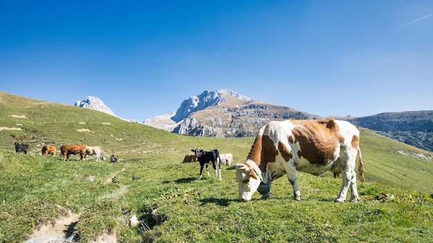 Pasto de montaña del norte de Italia