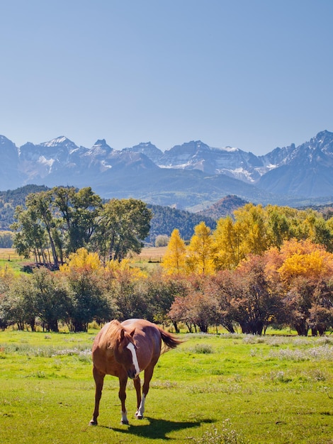 Pasto para cavalos no Double RL Ranch com vista para Dallas Divide na parte de trás.