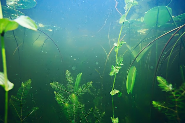 Foto pasto verde bajo el agua