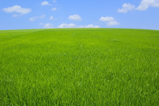 pasto verde con cielo azul y clounds blancos