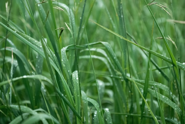 Pasto verde cubierto de gotas de agua después de la lluvia de fondo natural de verano