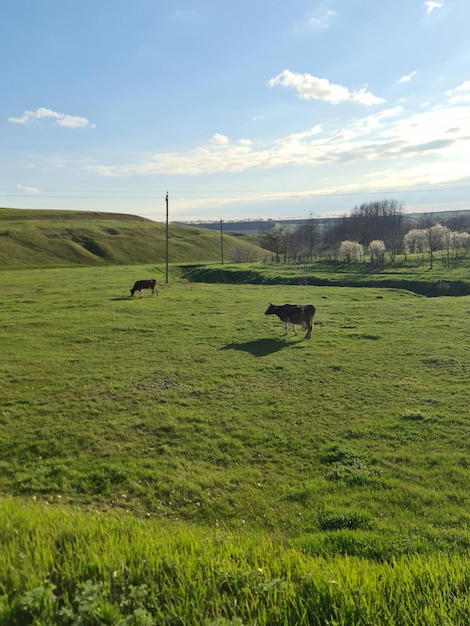 Un pasto verde con vacas y un cielo azul con flores blancas.