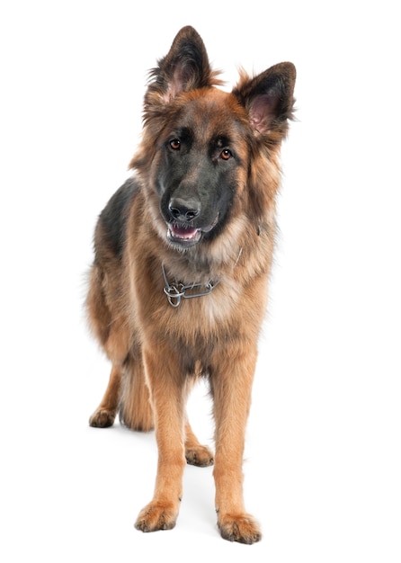 Pastor Alemán con 1 año de edad. Retrato de perro aislado