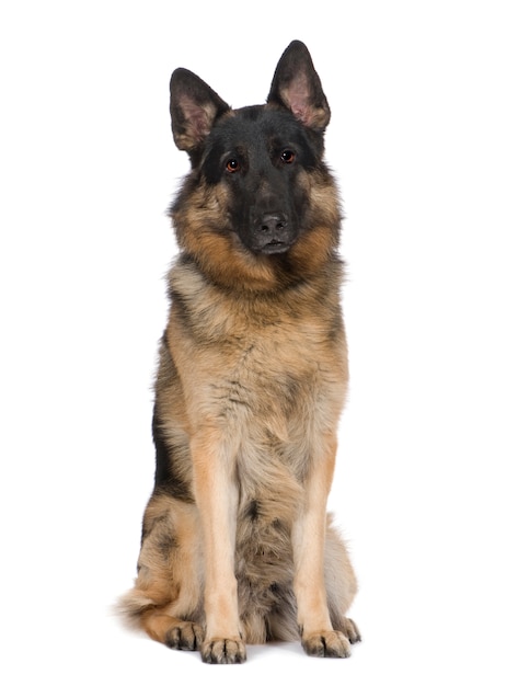 Pastor Alemán con 2 años. Retrato de perro aislado / alsaciano. Retrato de perro aislado