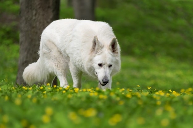 Pastor Alemán blanco en la pradera de verano. Berger Blanc Suisse