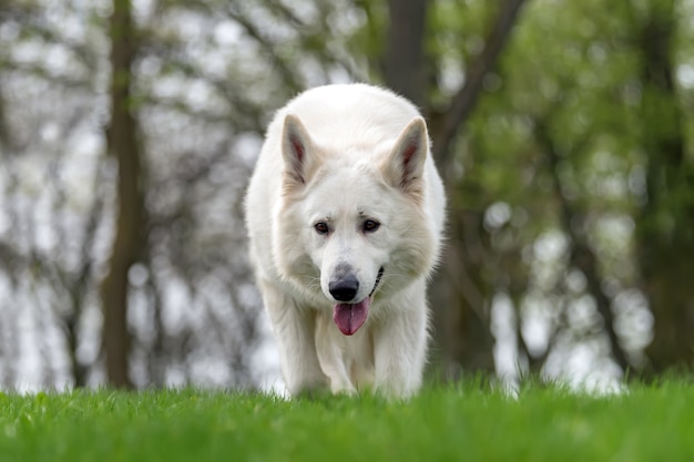 Pastor Alemán blanco en la pradera de verano. Berger Blanc Suisse