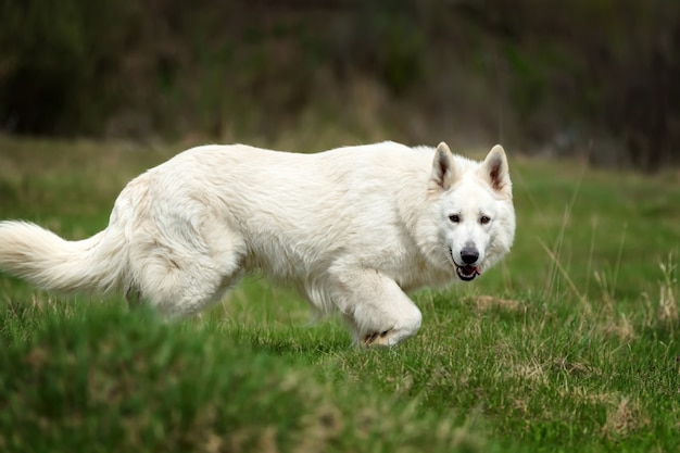 Pastor Alemán blanco en la pradera de verano. Berger Blanc Suisse