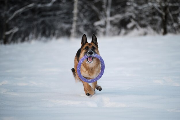 El pastor alemán corre rápidamente a través de la nieve blanca contra el fondo del bosque y sostiene un juguete azul