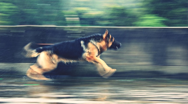 Foto el pastor alemán corriendo