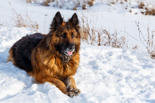 Pastor Alemán se encuentra en la nieve y mira con cuidado