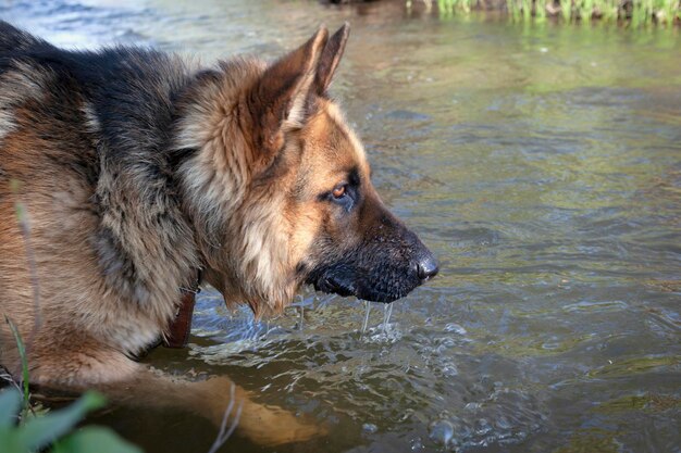 Un pastor alemán está de pie en el río y bebe agua