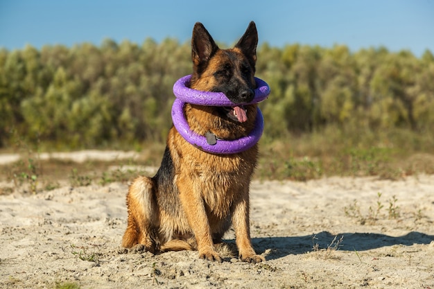 Pastor alemán, el mejor amigo del hombre, favorito, mascota, perro guardián, perro pastor para pasear