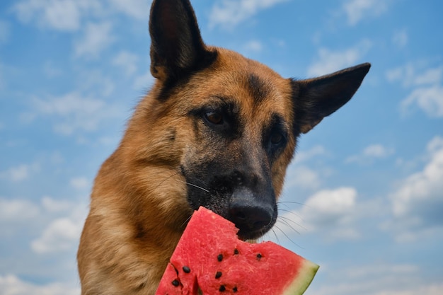 El pastor alemán negro y rojo come sandía en un caluroso día de verano Concepto de mascotas como personas