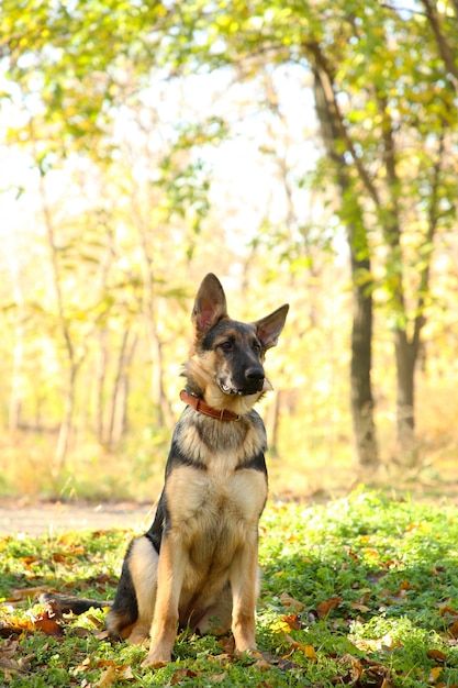 Pastor Alemán en el parque de otoño. Perro en bosque