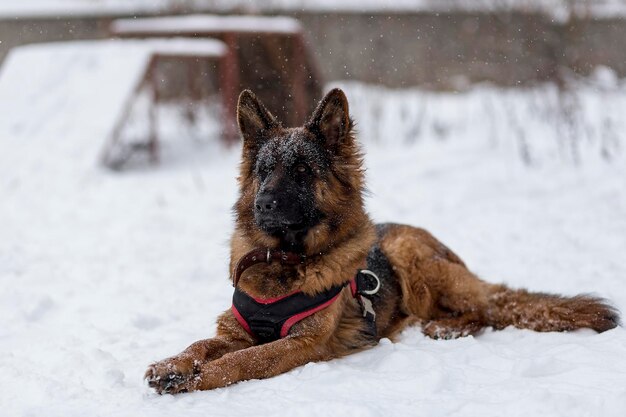 Pastor alemán de paseo en invierno