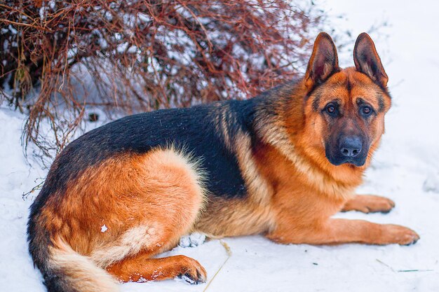 Pastor alemán de paseo en invierno